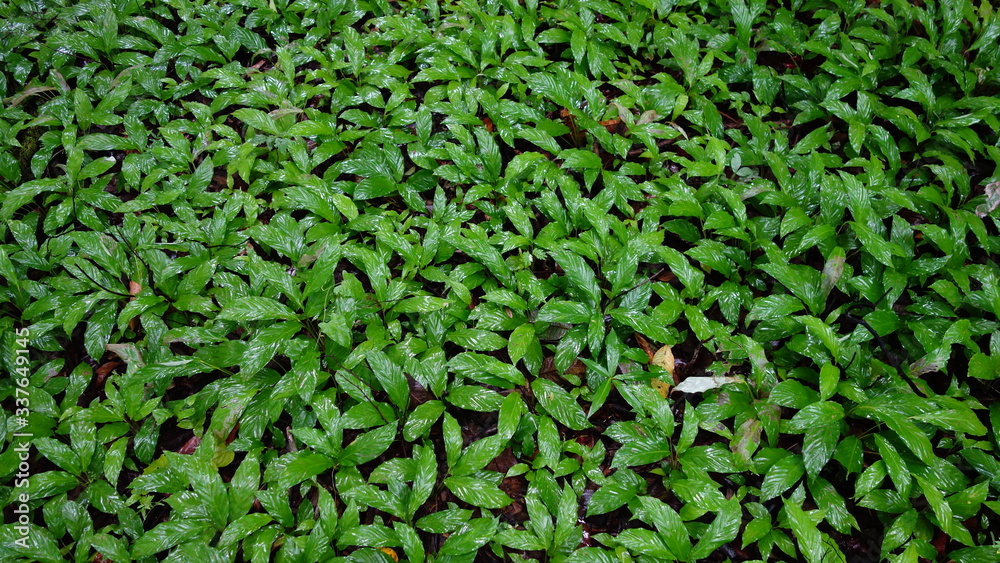 Amazonas Regenwald, Dschungel 
