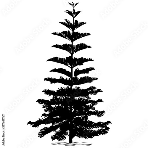 The silhouette of araucaria is diverse (Araucaria heterophylla L., Norfolk pine, Norfolk Island pine, Polynesian pine)