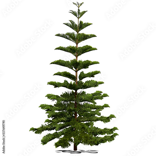 Araucaria is diverse (Araucaria heterophylla L., Norfolk pine, Norfolk Island pine, Polynesian pine)