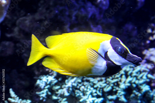 Meeres Fische im Riff, Fische in ihrer natürlichen Umgebung