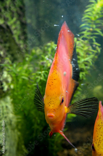 Ein Diskusfisch mit Jungtiere welche von deren Haut Sekrete fressen