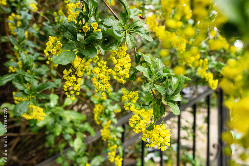 Small yellow flowers on bush in spring
