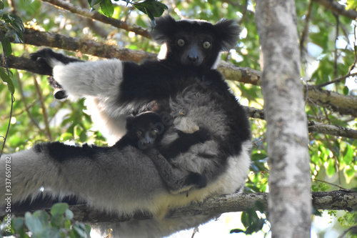 Baby indri lemur in Andasibe National Park, Madagascar