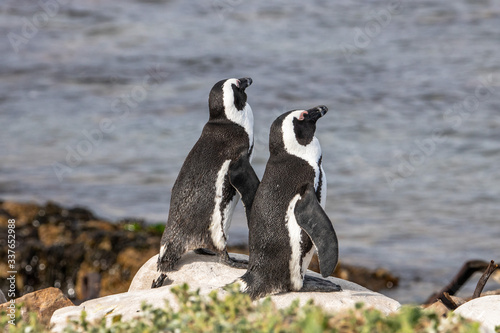 Pinguine in Betty s Bay in S  dafrika