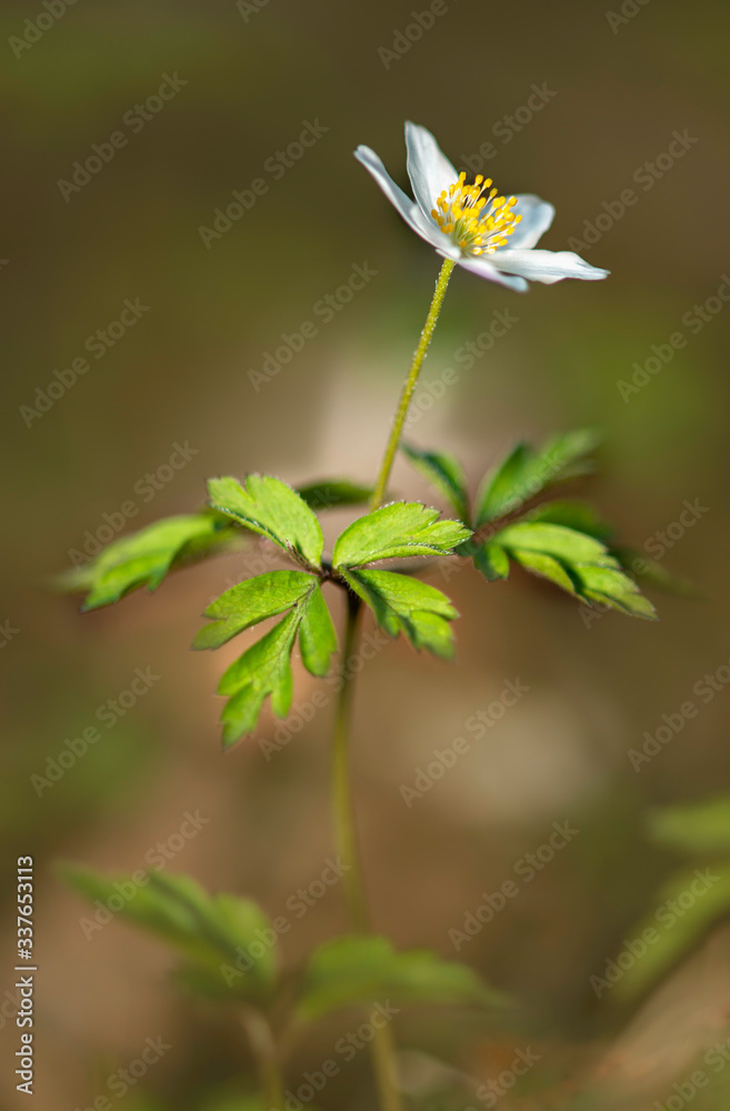 close up view of  blooming wood anemone in natural environment. 