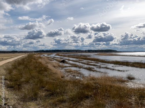 flooded lake shore  overgrown with last year s reeds and bushes  bird migration  beautiful cumulus clouds