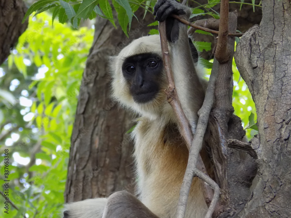 Obraz premium Money on tree