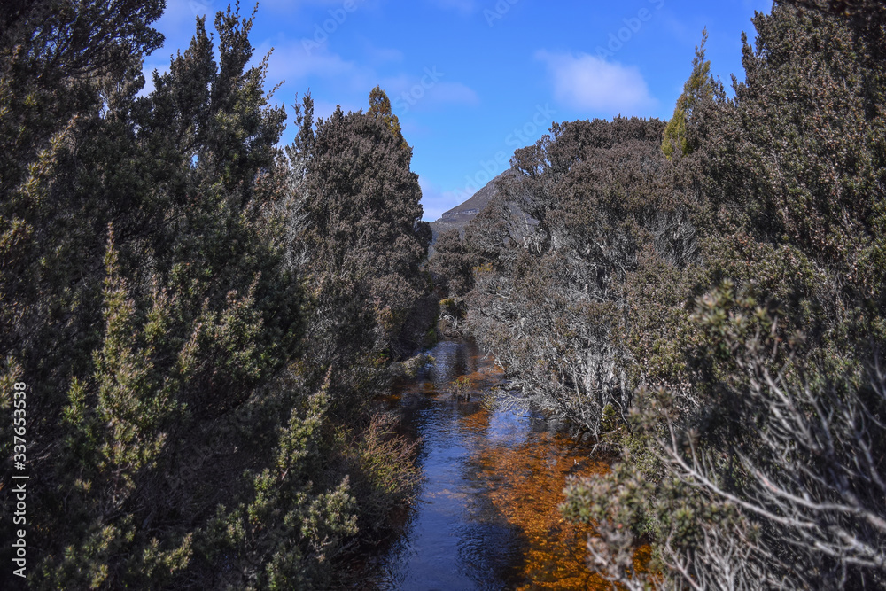 The river in the forest with cloudy blue sky background on sunny day in Tasmania,  Australia