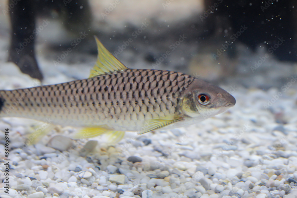 Portrait eines Netzpinselalgenfresser im Aquarium. Portrait eines Netzpinselalgenfresser im Aquarium.