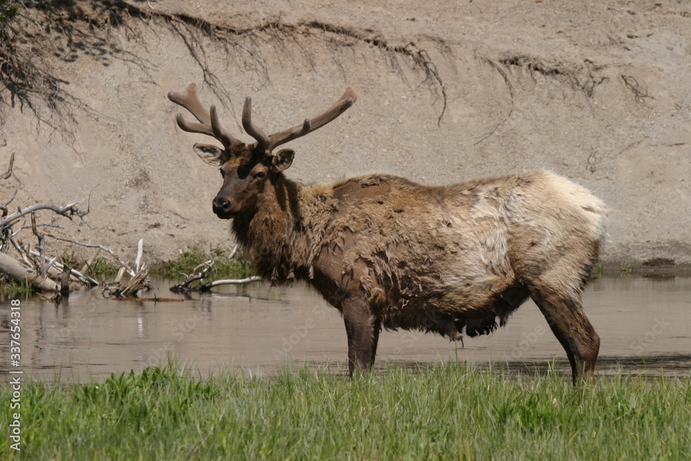 Wapiti Wapiti
