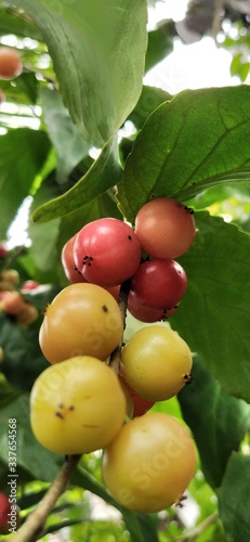Flacourtia inermis, batoko plum or Lovi lovi fruits photo