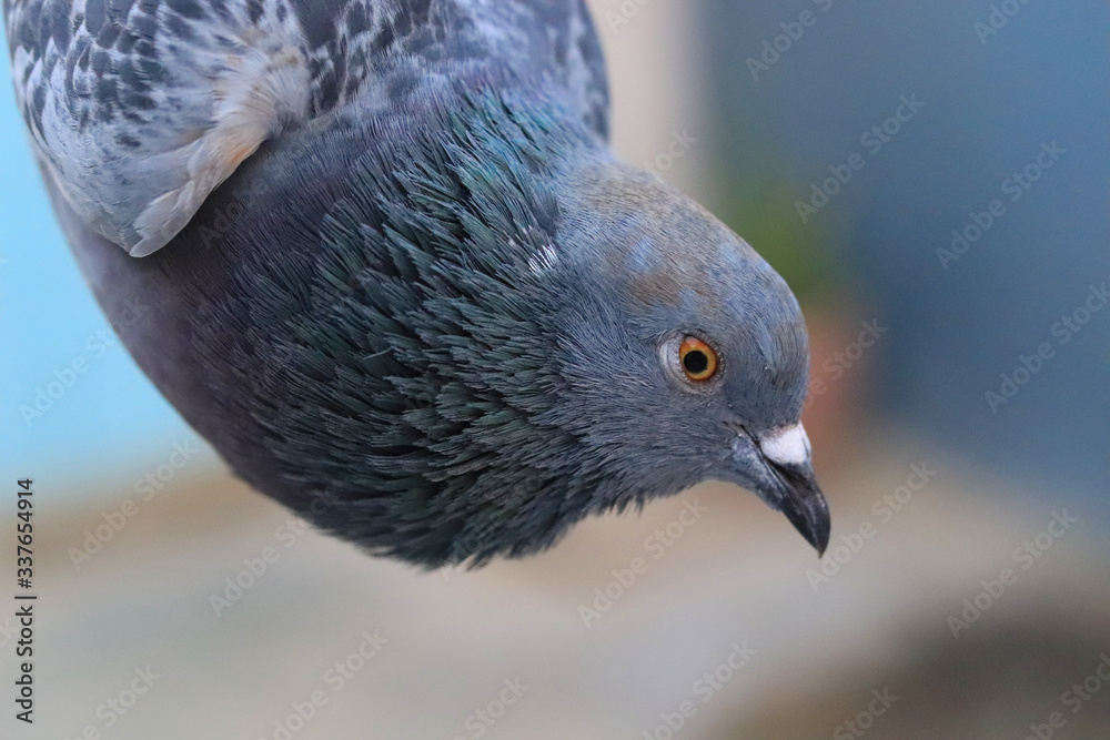 Close up head shot of beautiful pigeon bird, Pigeon close up on blue background Close up head shot of beautiful pigeon bird, Pigeon close up on blue background