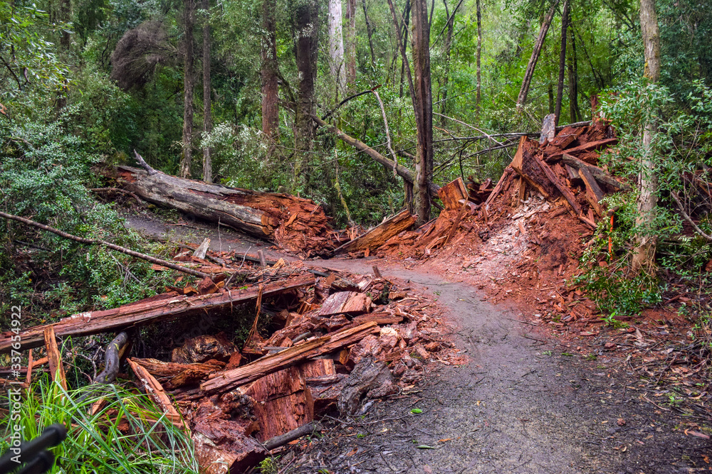 The walk path with piece of wood in the forest in Tasmania, Australia The walk path with piece of wood in the forest in Tasmania, Australia