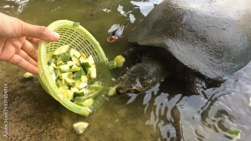Feeding the turtles.