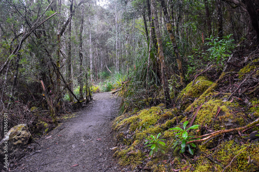 The walk path with trees in the forest in Tasmania, Australia
