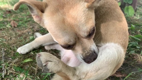 Big-eyed ginger stray dog ​​nibbles and licks his paw. Slow motion