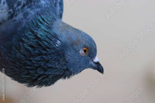 Close up head shot of beautiful pigeon bird, Pigeon close up on blue background