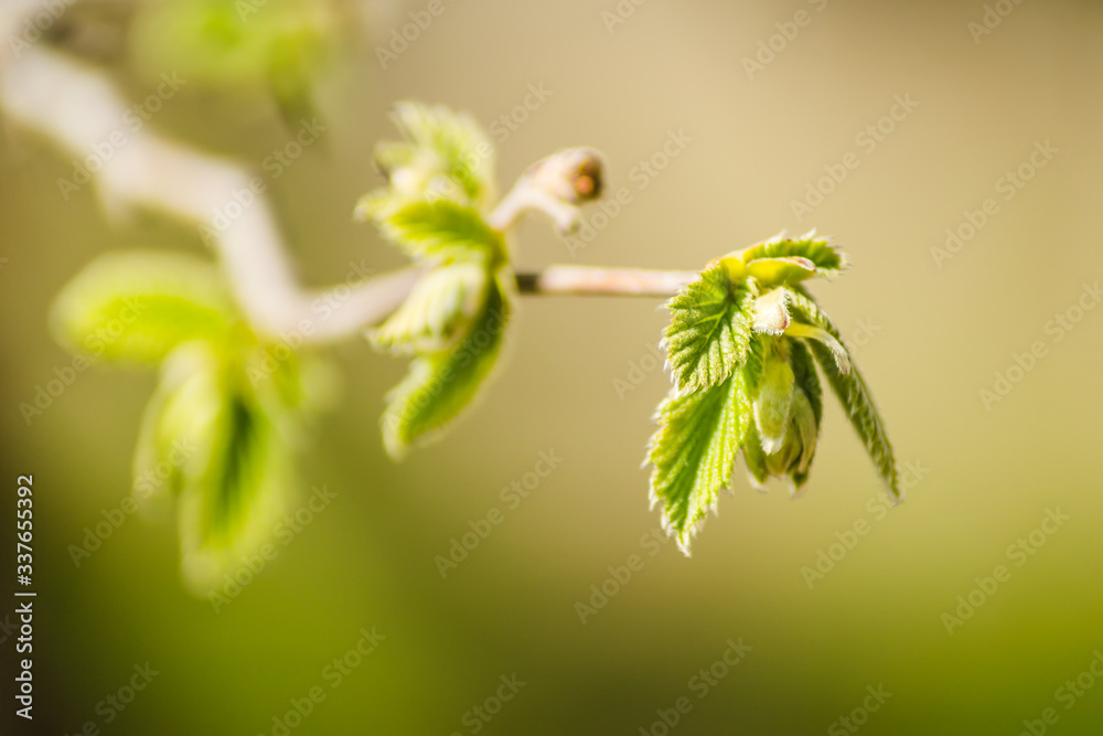 Young buds and leaves of a hazel tree Young buds and leaves of a hazel tree
