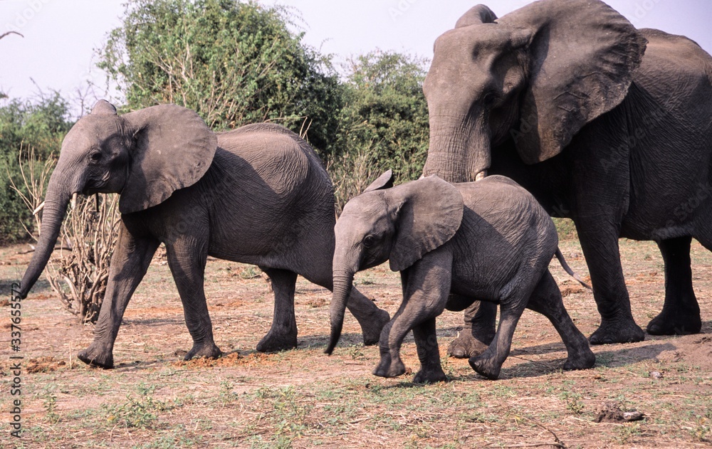 Elefantenfamilie auf dem Weg zu einem Wasserloch, Botswana