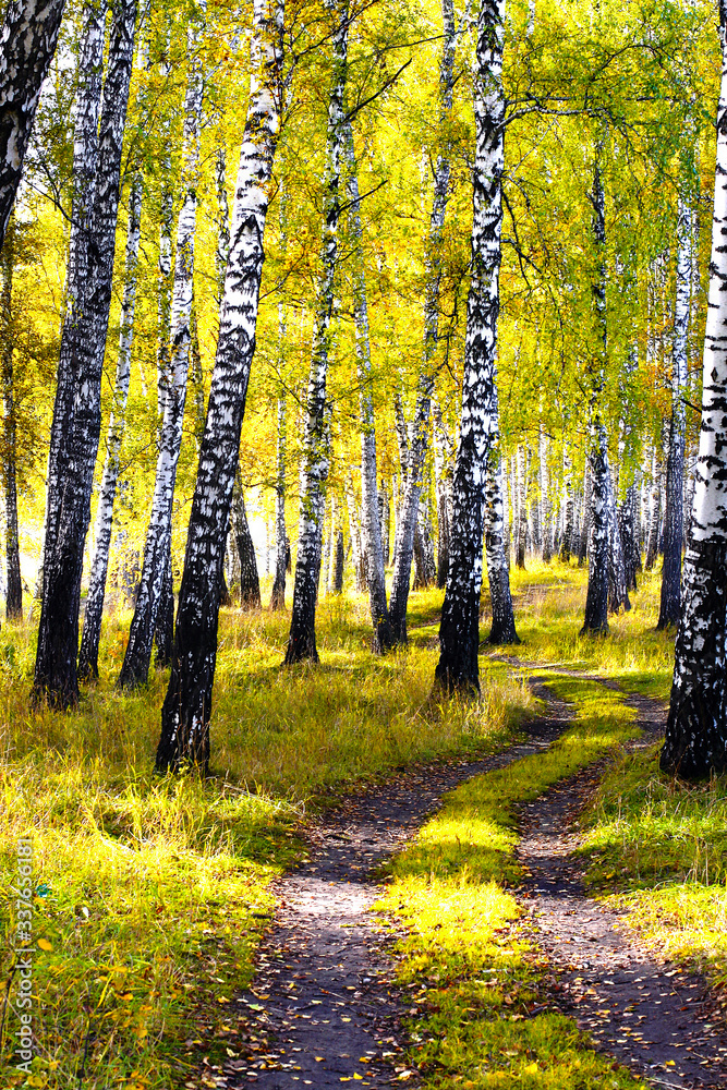 Obraz premium autumn forest