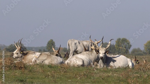 Fototapeta Naklejka Na Ścianę i Meble -  Hungarian Grey cattle and calf resting on the meadow.