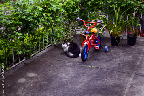 The colorful kid bicycle with the cat and trees in the garden in Melbourne, Australia