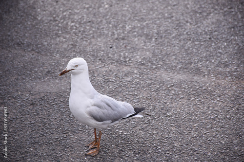 The seagull stands on the ground in the Melbourne, Australia