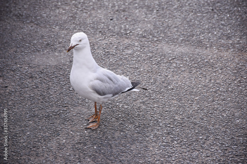 The seagull stands on the ground in the Melbourne, Australia