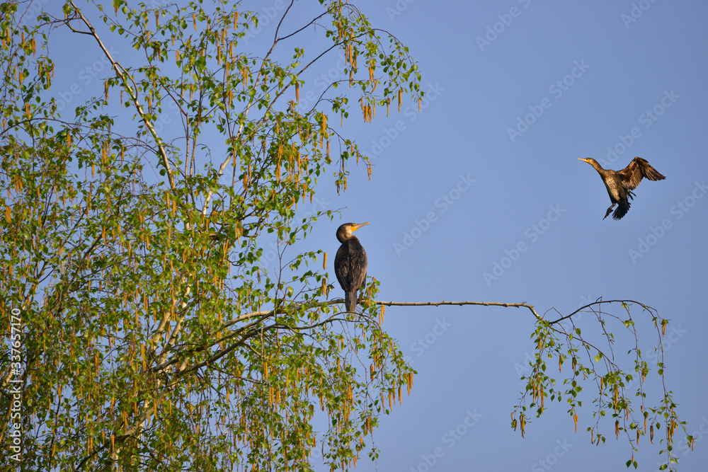 Un autre cormoran veut prendre sa place Un autre cormoran veut prendre sa place