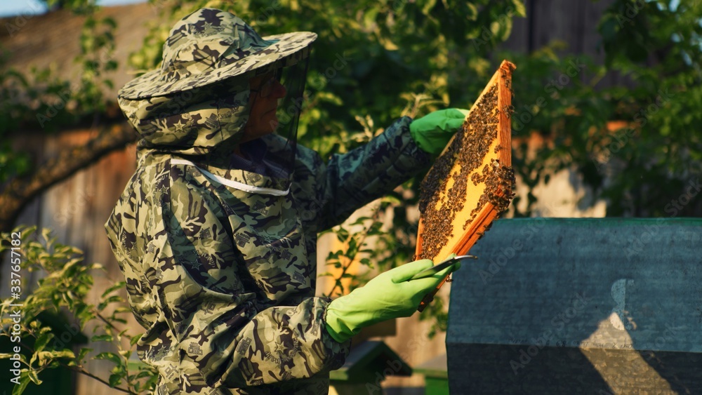 Fototapeta premium Beekeeper checking beehive in protective suit. Medium shot
