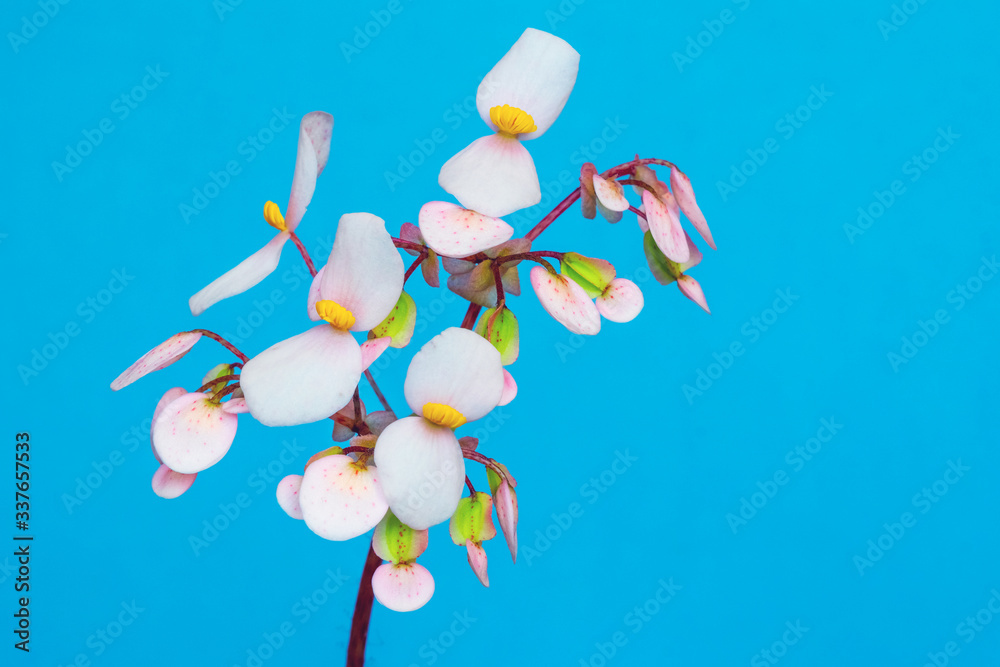 Fototapeta premium Beautiful white begonia flowers on light blue background