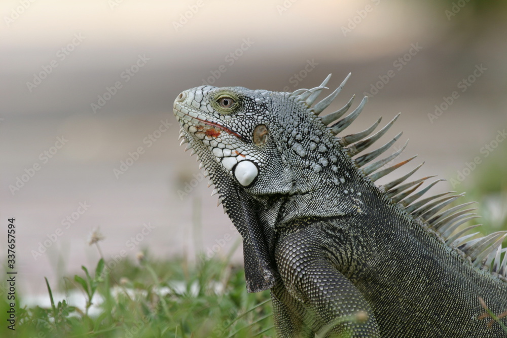 Fototapeta premium Grüner Leguan