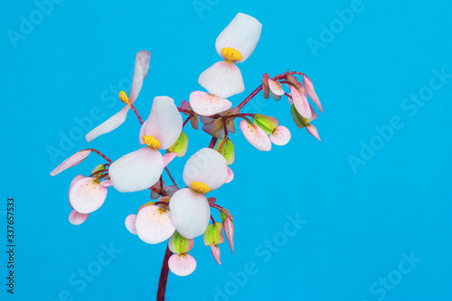 Beautiful white begonia flowers on light blue background