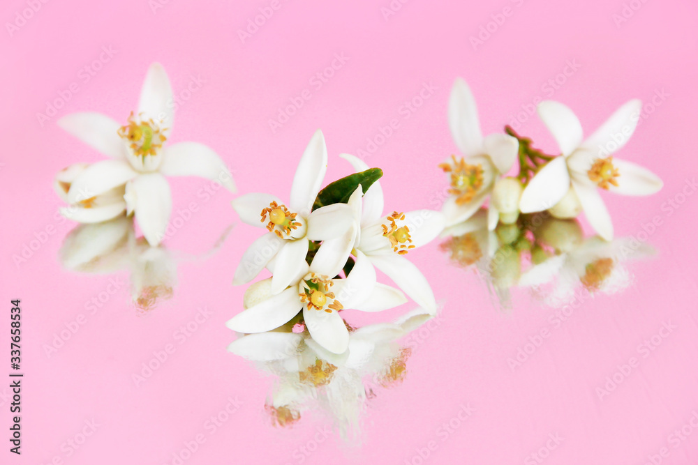Fototapeta premium natural the small white flowers of the fruit is orange with yellow pistils
