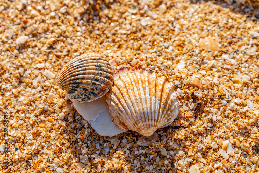 Sea shell on sand beach Sea shell on sand beach