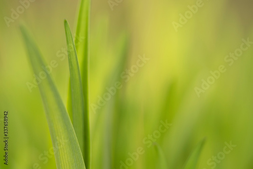 green grass background