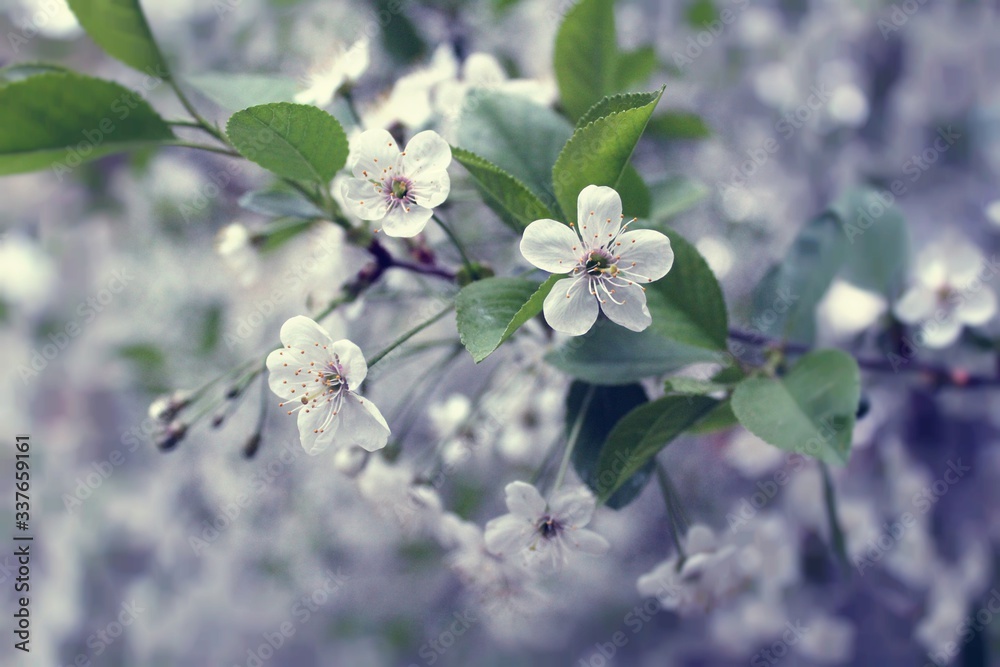 Obraz premium Cherry tree blossom