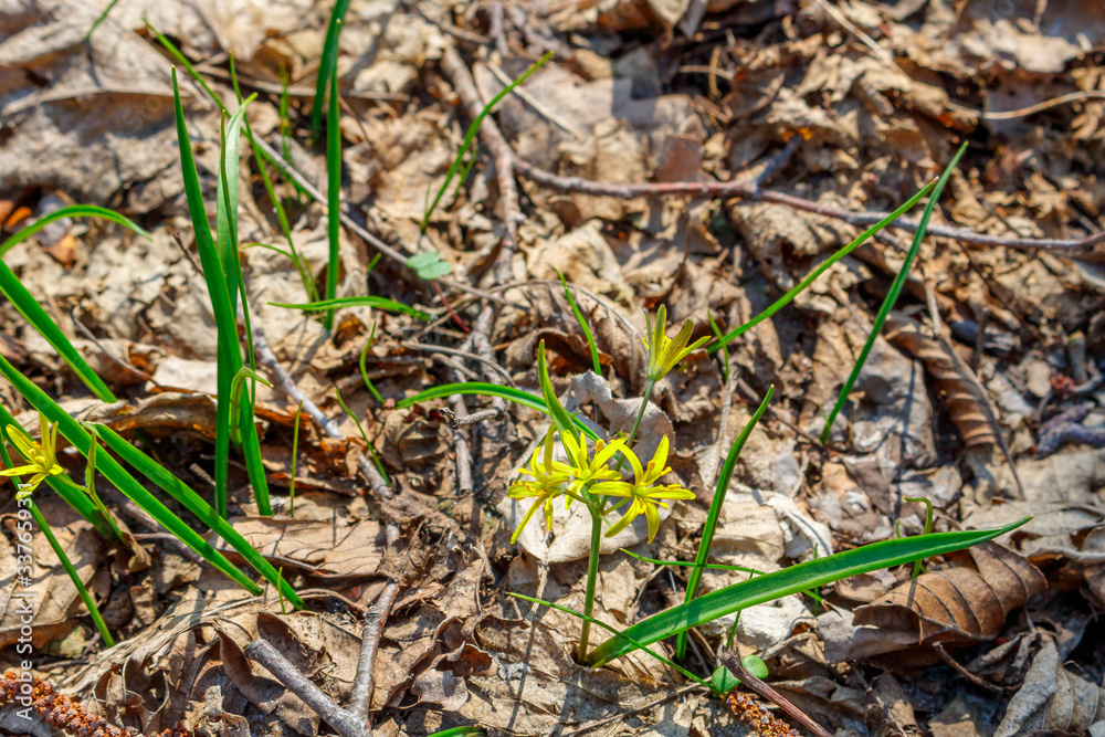 Yellow forest flower goose bow Yellow forest flower goose bow