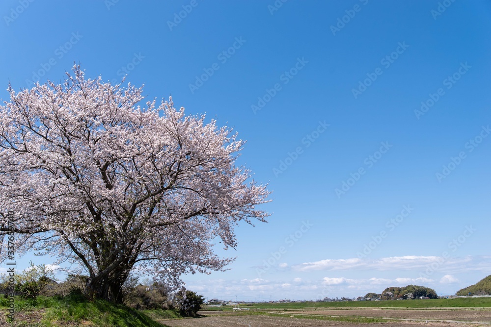 桜咲く