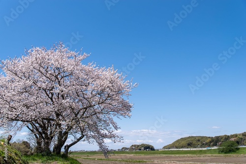 桜咲く