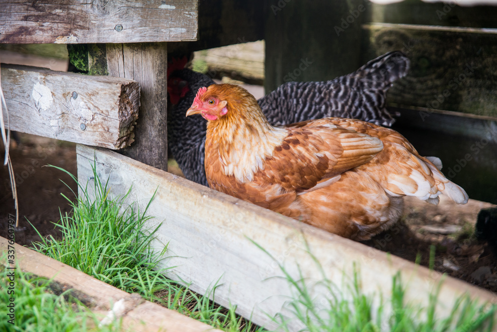 Fototapeta premium Red free range chicken