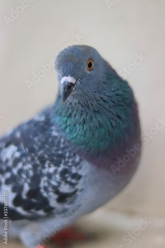 Close up head shot of beautiful pigeon bird, Pigeon close up on blue background