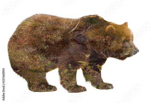 double exposure silhouette of a brown bear against the background of a forest stream and grass