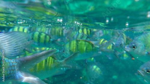 underwater footage on phi phi islands
