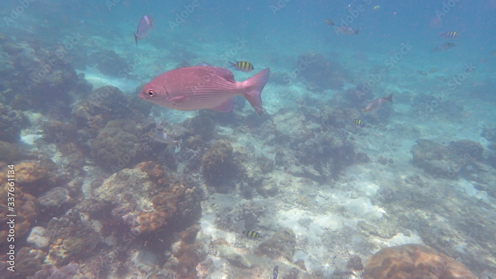 Fototapeta premium underwater footage on phi phi islands