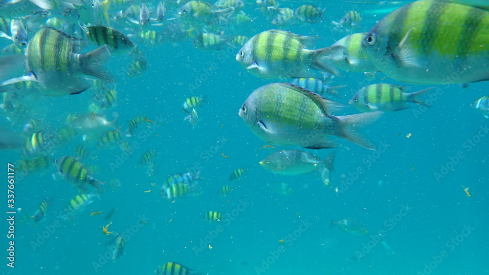 Fototapeta premium underwater footage on phi phi islands