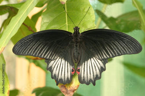 Schmetterling