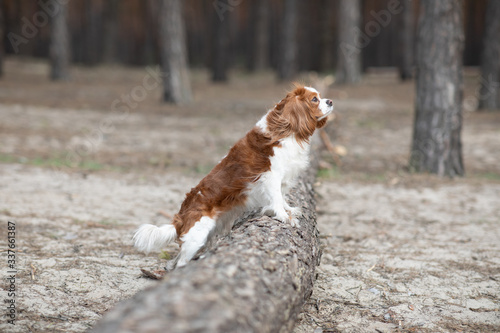 Fototapeta Naklejka Na Ścianę i Meble -  Small cute spaniel dog is standing near a tree in the forest