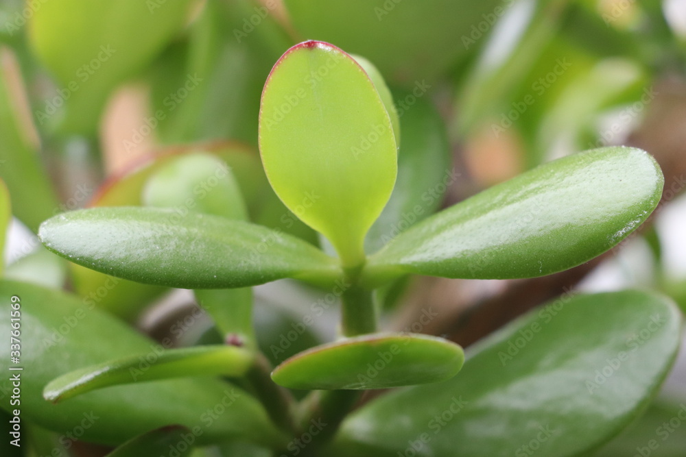 Green succulent Green succulent