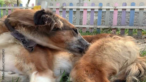 Homeless Russian sighthound with a bandage on his neck nibbles and licks a paw in order to get rid of fleas